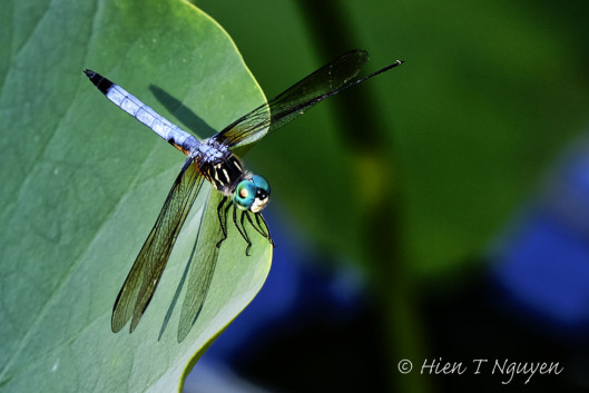Blue Dasher.