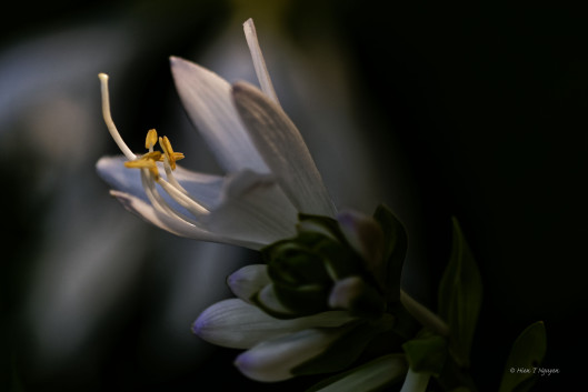 Hosta flowers.