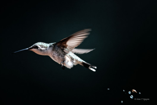 Female Ruby-throated Hummingbird defecating.