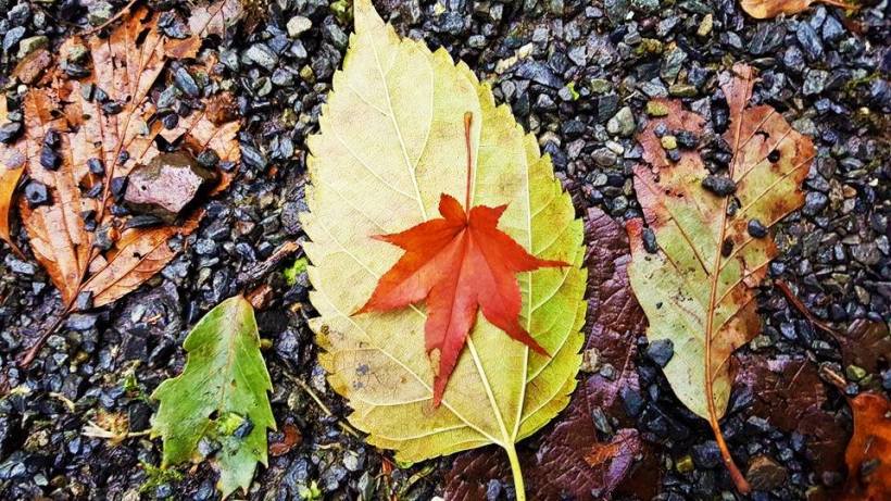 14523060_10154780402133578_300695692637723941_n