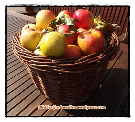 Äpfel, Apfelernte, Sept. 2014