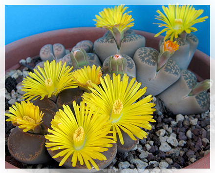 Il genere Lithops, appartenente alla famiglia delle Aizoaceae comprende un gruppo molto vasto di piante grasse perenni conosciute anche come "pietre viventi" in quanto rassomigliano a delle vere e proprie pietre del deserto. Sono infatti originarie delle zone desertiche dell'Africa meridionale.  La pianta è costituita da due sole foglie opposte, fuse insieme in modo da formare una sorta di cono rovesciato suddiviso nella parte centrale da un setto.   Queste piante sono un vero e proprio capolavoro di adattamento alla vita estrema, escogitando tutta una serie di meccanismi atti alla sopravvivenza nelle zone desertiche
