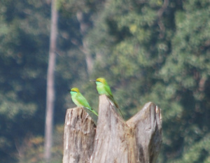 Bee Eaters  (Merops orientalis )