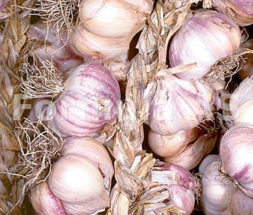 usturoi765_1205351583-large