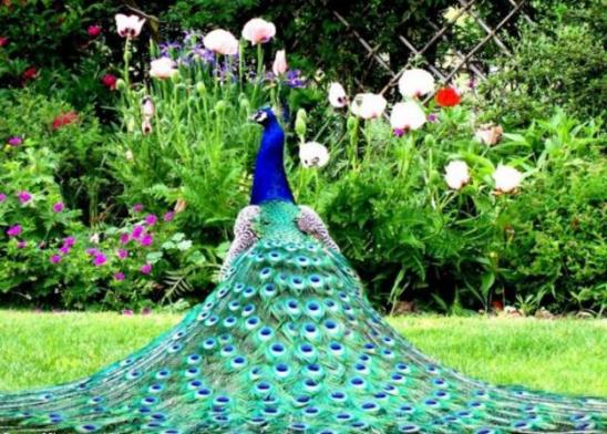 Imagini pentru imagini cu păuni