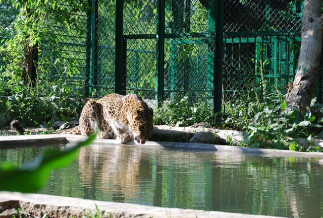 dachigam-national-park